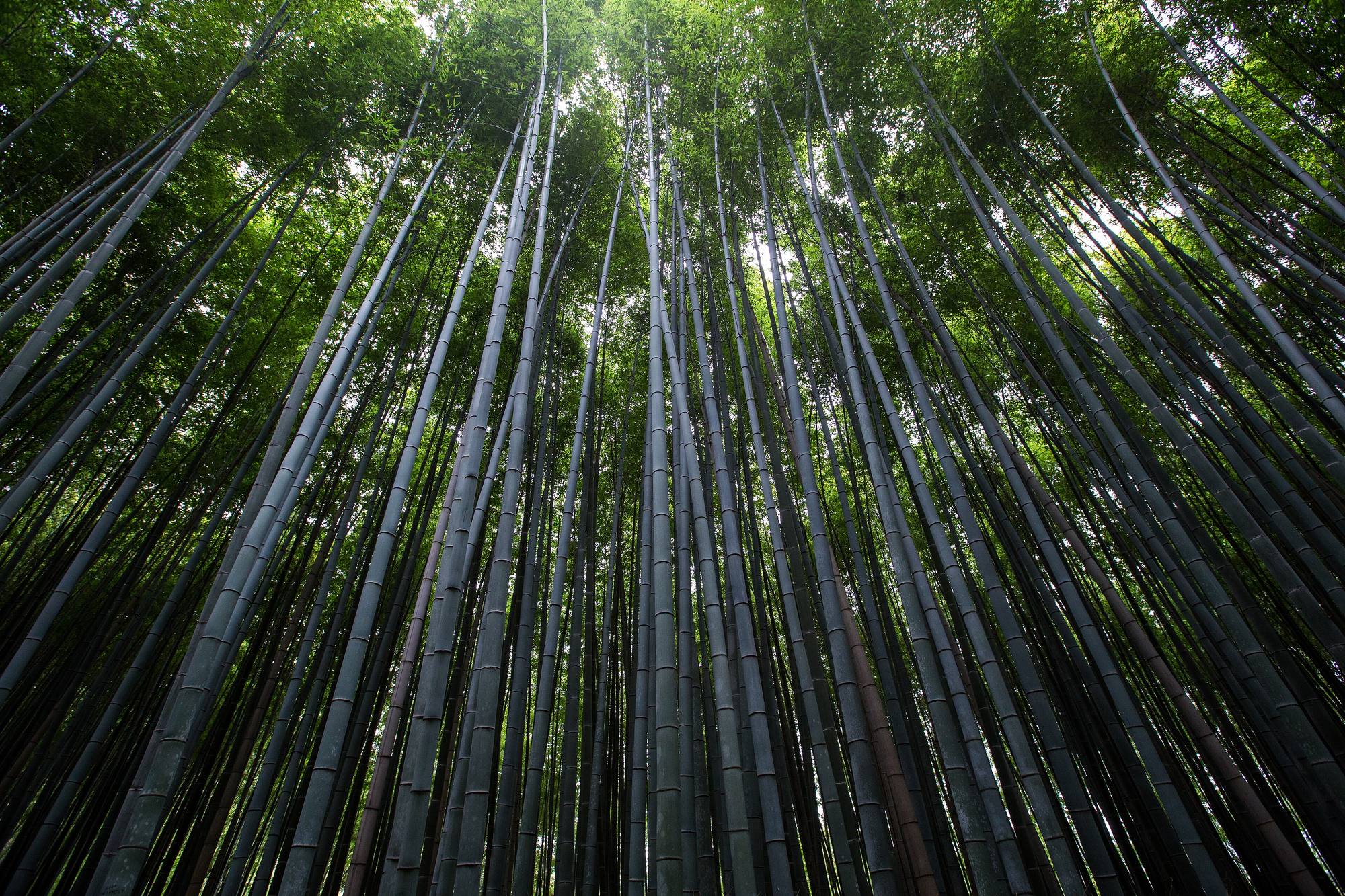 Forêt de bambous vue d'en bas